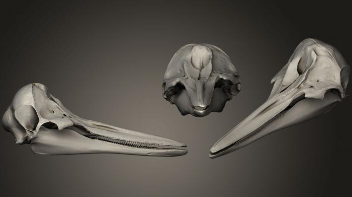 Anatomy of skeletons and skulls (ANTM_0236) 3D model for CNC machine